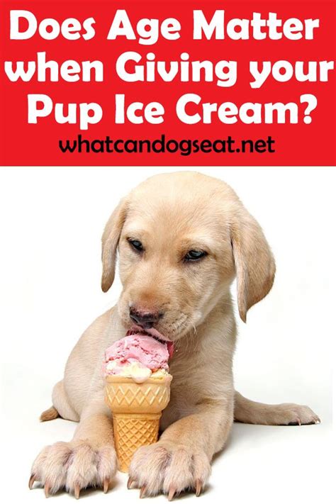6 this cake is delicious. Does Age Matter when Giving your Pup Ice Cream? | Puppies funny, Can dogs eat, Dog nutrition