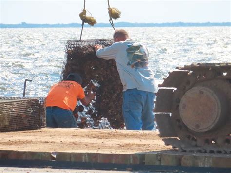 Tiny Oysters Play Big Role In Stabilizing Eroding Shorelines Huffpost