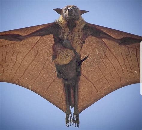 🔥 An Indian Flying Fox With Its Pup It Is One Of The Largest Bats In
