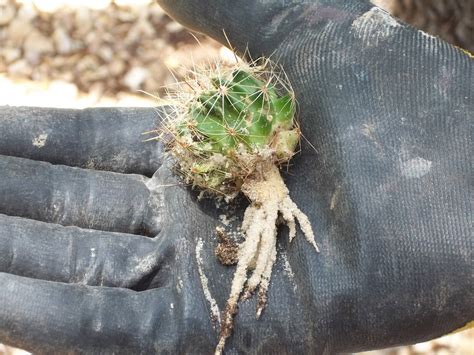 Large barrel shaped cacti such as those in genus of ferocactus. Rock-Oak-Deer: Propagating Barrel Cactus Pups
