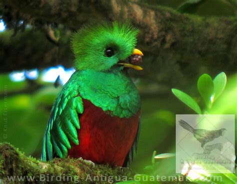 Birding Antigua Guatemala With Knut Eisermann And Claudia Avendaño