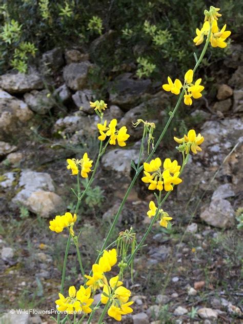 Coronilla Juncea Wild In Provence