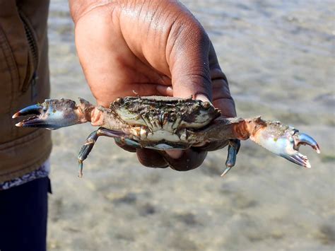 Crabs Of India Roaming Owls