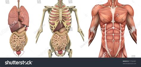 ✓ free for commercial use ✓ high quality images. Series Overlays Depicting Internal Organs Skeleton Stock Illustration 71762401 - Shutterstock