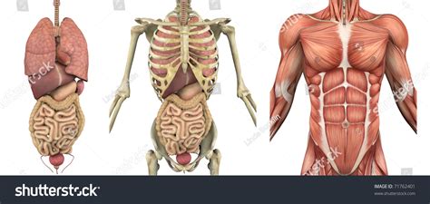 While conventional tracking methods break down. Series Overlays Depicting Internal Organs Skeleton Stock ...