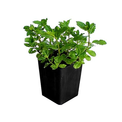 🏆 Pudina Plant Growing Pudina In Pots Mint Planting In Containers