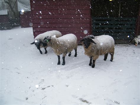 Mostly Pictures Snowy Sheep