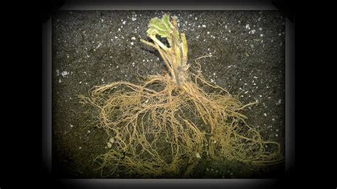 Could it be because of the strawberries? Bare Root Strawberries,Wood Ash,Compost,Coffee Grounds,Perlite,Mulch - YouTube