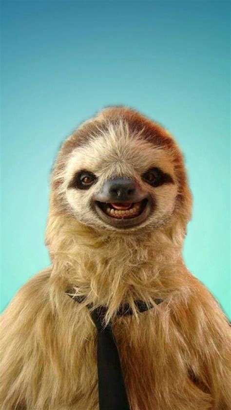 Cute Sloth Wallpaper 67 Images Животные