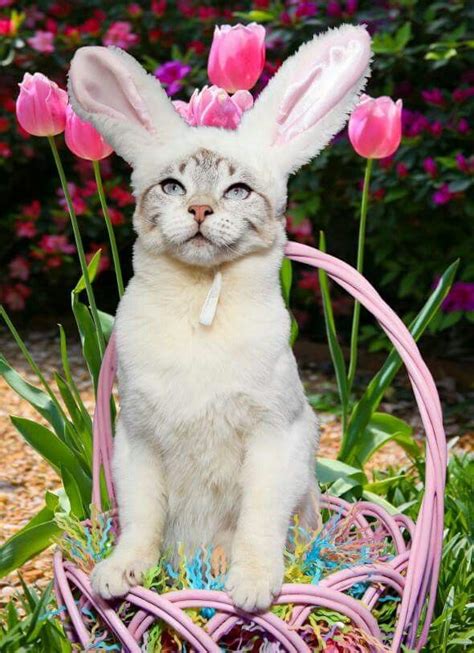 Happy Easter Easter Cats Easter Lily Happy Easter Easter Bunny