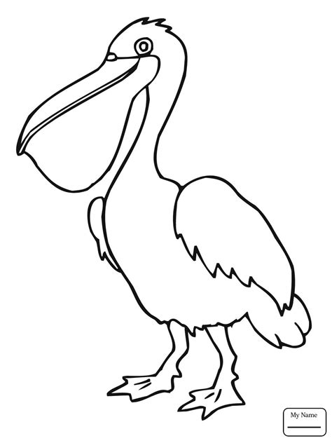 Brown Pelican Drawing At Getdrawings Free Download