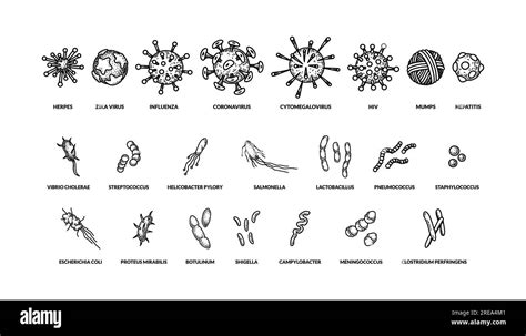 Set Of Hand Drawn Different Types Viruses Of Bactreias With Names