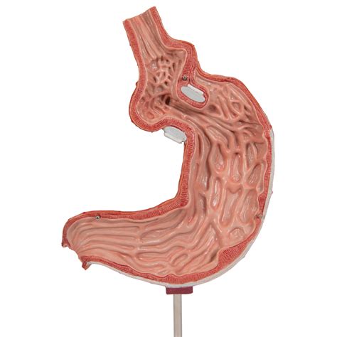 How To Make A Stomach Model