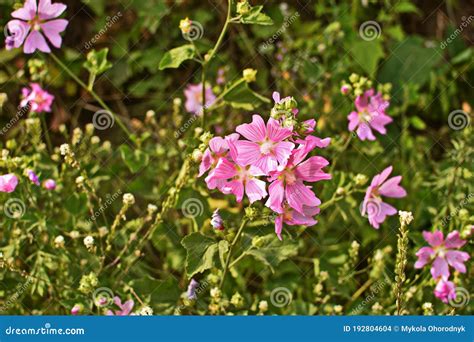 Malva Silvestre En Verano Gardencommon Mallow Malva Sylvestris Flor