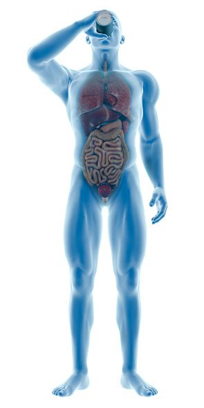 You know water is the major thing that living things are made of and as a nurse, you're going to need to make sure your transcellular fluids are ecf that are contained in specific anatomical areas of the body, within epithelial lined spaces. Human Body Of A Man Drinking Water Bottle Showing Internal ...