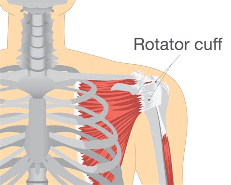 Physical Therapy For Rotator Cuff Injuries Lee Miller Rehab