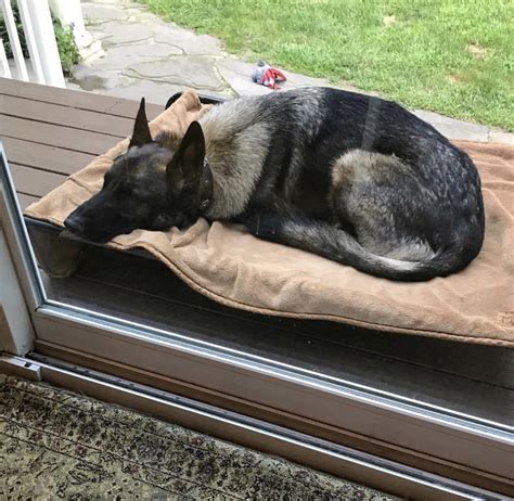Kuranda Bed Size German Shepherd Dog Forums