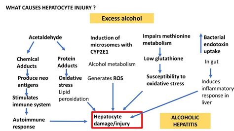 Alcoholic Liver Disease Types Pathogenesis Pathology Made Simple