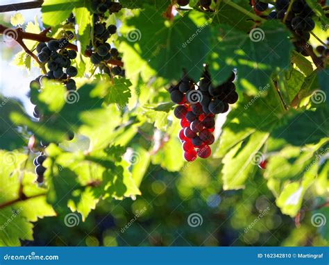 Purple Grapes In Vine Stock By Sunlight At Fall Bokeh Stock Photo