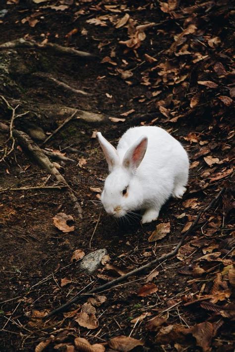 A Cute White Rabbit Walking In The Field Stock Photo Image Of Furry