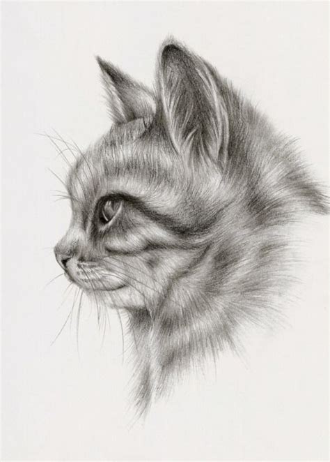 Kedi Karakalem Çizimleri