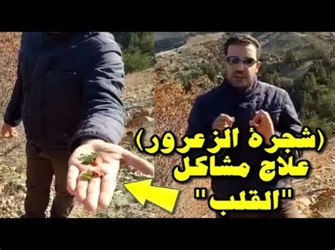 الشيخ أسامة بن حسن الرتوعي. ‫تعرف على وصفة فعالة لمن يعاني من مشاكل القلب (شجرة الزعرور) مع محمد زين الدين‬‎ - YouTube