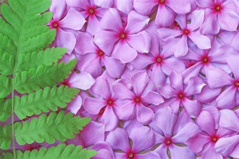 Colorful Sweet Pink Flower Blooming With Green Fern Leave Patterns Or