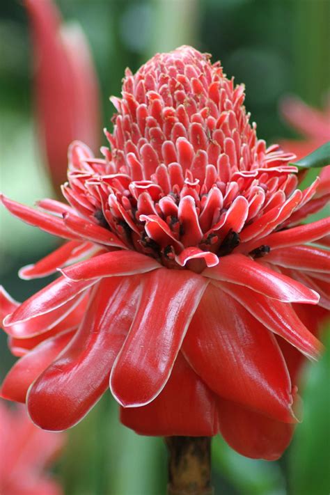 We did not find results for: Red flower, Cairns, AUstralia. | Cairns australia, Flowers ...