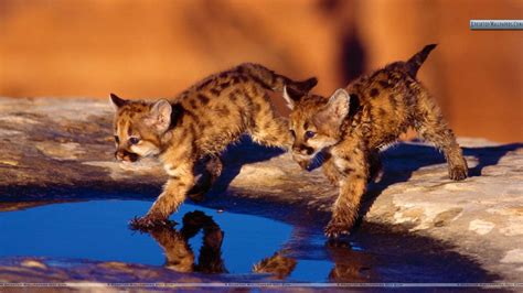 Baby Wild Animals Wallpapers Top Free Baby Wild Animals Backgrounds