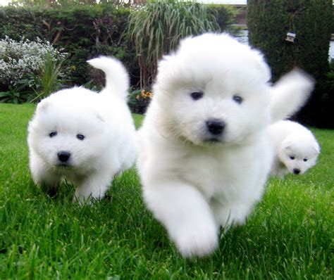 Find samoyed puppy in dogs & puppies for rehoming | find dogs and puppies locally for sale or adoption in canada : Samoyed puppies - a photo on Flickriver