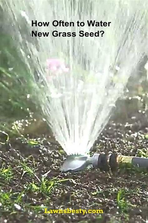 Proper Watering Is An Important Requirement For New Grass Seed This