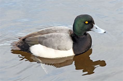 The stripes may not conform on a few male lesser scaup with unusually white wings or female greater scaup with unusually dark wings. Greater Scaup - eBirdr
