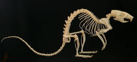 11 Best Skeletal Schematics Images On Pinterest Animal Anatomy