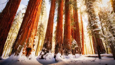 Redwood Forest Wallpaper Nature Wallpapers 28927