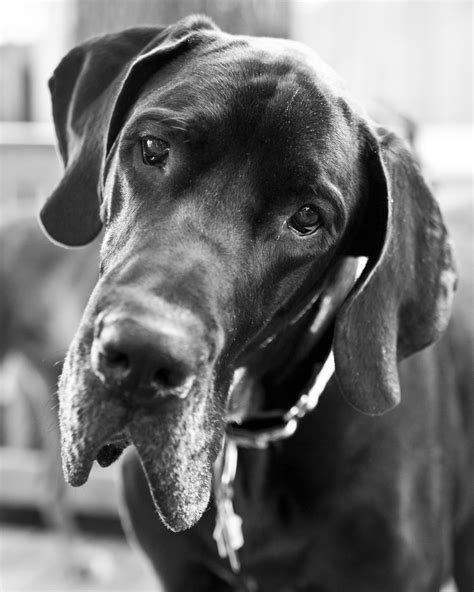 Families often purchase puppies to teach the children responsibility. About Great Dane Friends | Great Dane Rescue NC SC ...