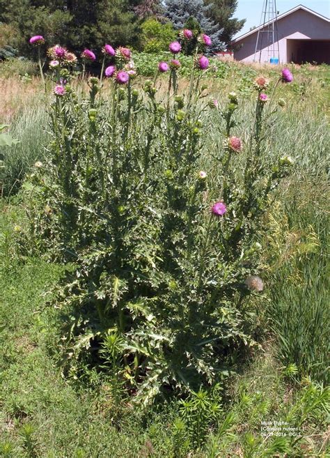 Musk Thistle The Stock Exchange News