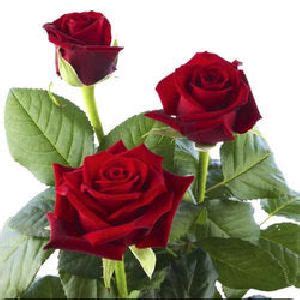Shop weekly sales and amazon prime member deals. Dutch Roses in Bangalore - Manufacturers and Suppliers India