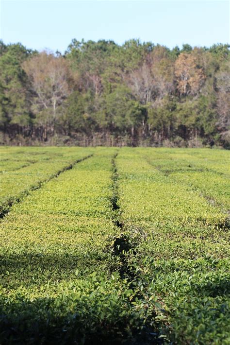 People drink it far and wide, on every continent and in every thanks to a small farm on wadmalaw island, we can now add south carolina to that list. The Charleston Tea Plantation | The Charleston Tea Plantatio… | Flickr