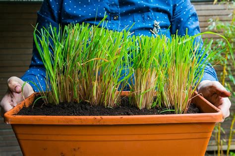8 Benefits Of Growing Lemongrass