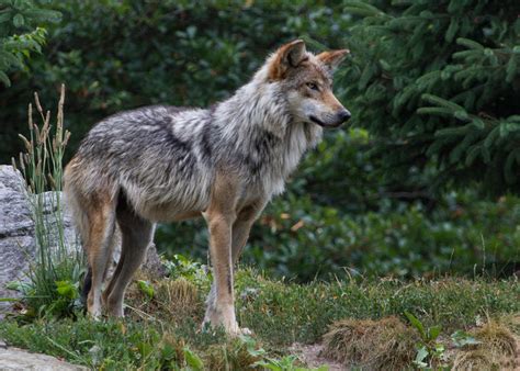 Wildlife Officials Report Four Mexican Gray Wolf Deaths In December