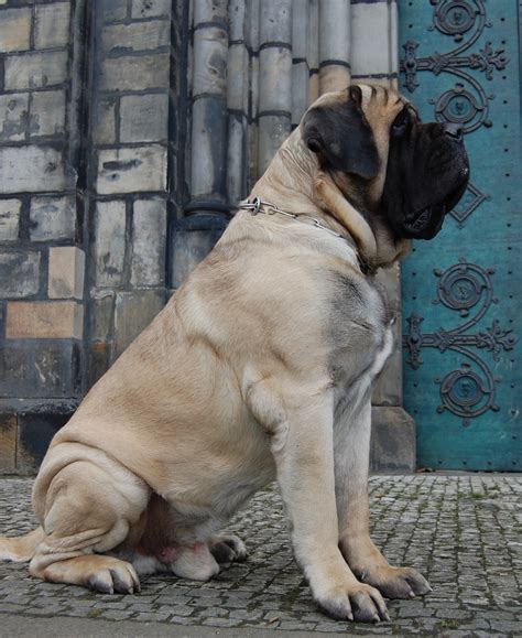 Engelsk Mastiff