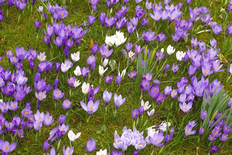 Crocus Flowers In Spring Crocus Obedience And Kennel Club