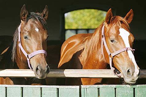 Young Horses Fair Better With A Friend Horse Science News