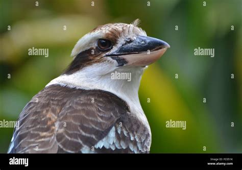 Carnivorous Bird High Resolution Stock Photography And Images Alamy