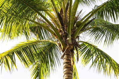 Coconut Palm Tree Stock Image Image Of Paradise Lush 50661505