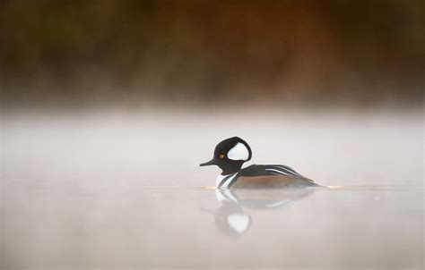 Wallpaper Lake Fog Duck Wildlife Mist Hooded Merganser Images For
