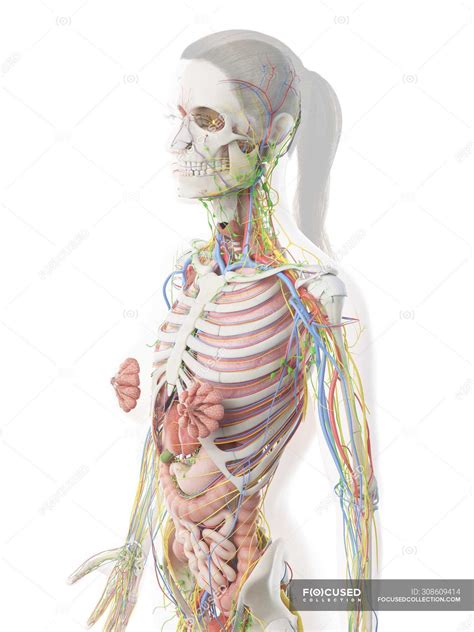 Anatomy Of Internal Organs Female Female Reproductive System Stock