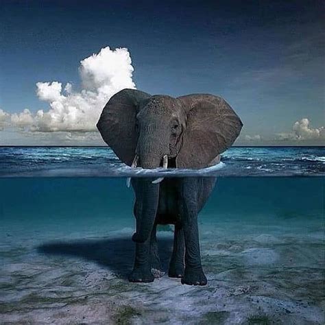 Travel Earth On Instagram Rajan The Swimming Elephant 🌊
