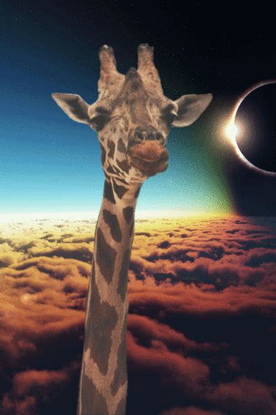 Giraffe Gifs