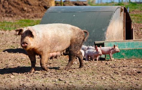 Sow Pig And Piglets Stock Image Image Of Agriculture 30370061